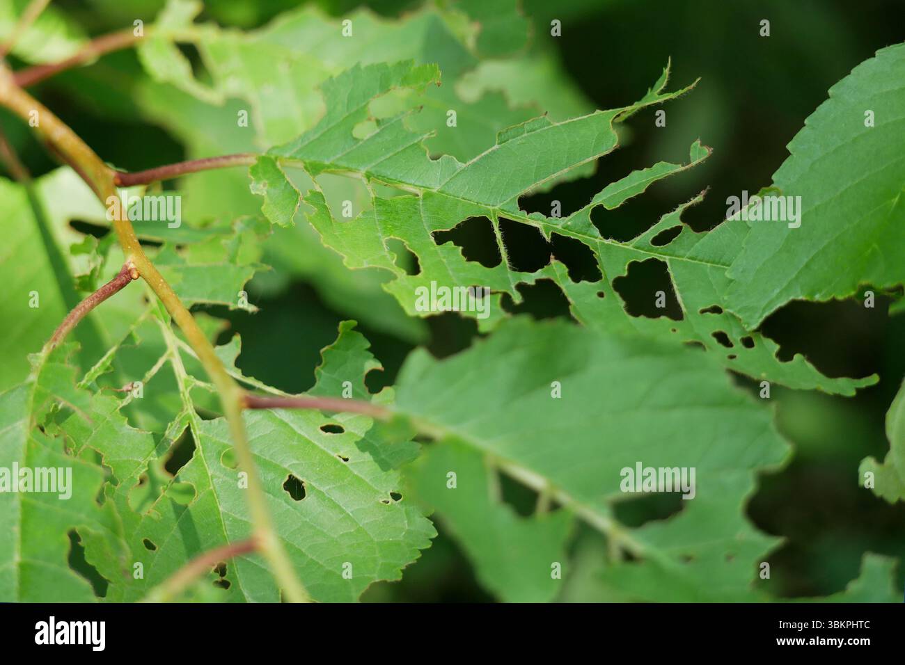 Baumblätter, die teilweise von Insekten gegessen werden. Das Konzept des Gartenbaus und der Pflanzenschädlinge. Stockfoto