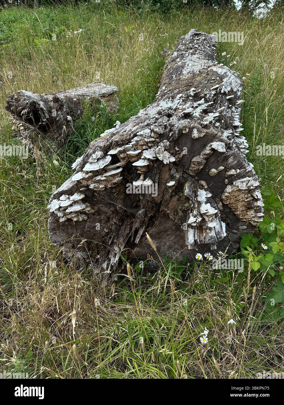 Ein umgestürzter Baum, bedeckt mit Schelfpilzen. Stockfoto
