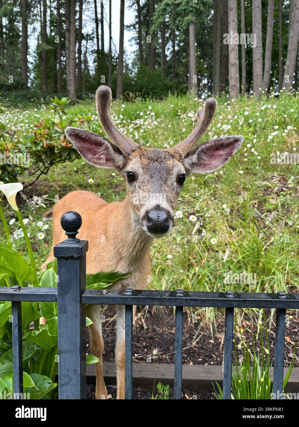 Nahaufnahme eines jungen Bocks, der über einen Zaun auf ein Haus am Rande einer Wildnis in Eugene, Oregon, blickt. - Smartphone-aufgenommenes Stockfoto