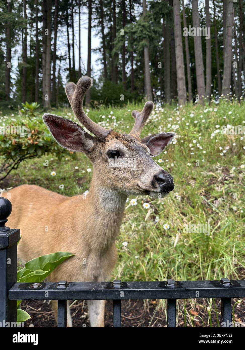 Nahaufnahme eines jungen Bocks, der über einen Zaun auf ein Haus am Rande einer Wildnis in Eugene, Oregon, blickt. - Smartphone-aufgenommenes Stockfoto