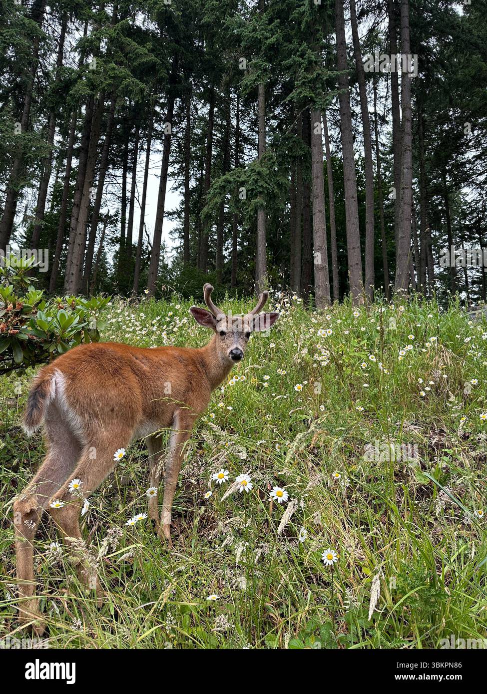 Ein junger Bock mit flauschigen Geweihen weidet an einem Sommertag in Eugene, Oregon, auf einer wunderschönen Wiese mit Wildblumen am Rande eines Waldes. - Smartphone-aufgenommenes Stockfoto