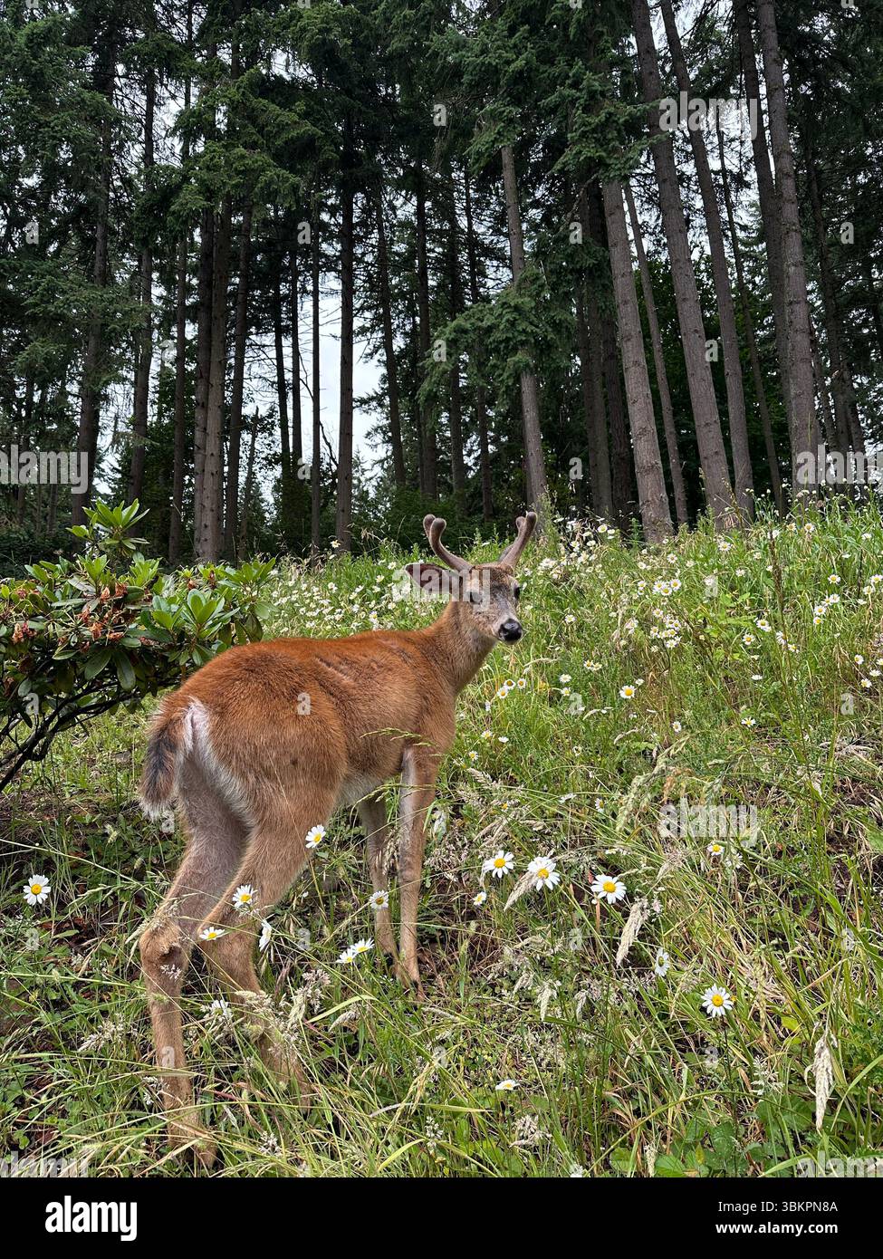 Ein junger Bock mit flauschigen Geweihen weidet an einem Sommertag in Eugene, Oregon, auf einer wunderschönen Wiese mit Wildblumen am Rande eines Waldes. - Smartphone-aufgenommenes Stockfoto