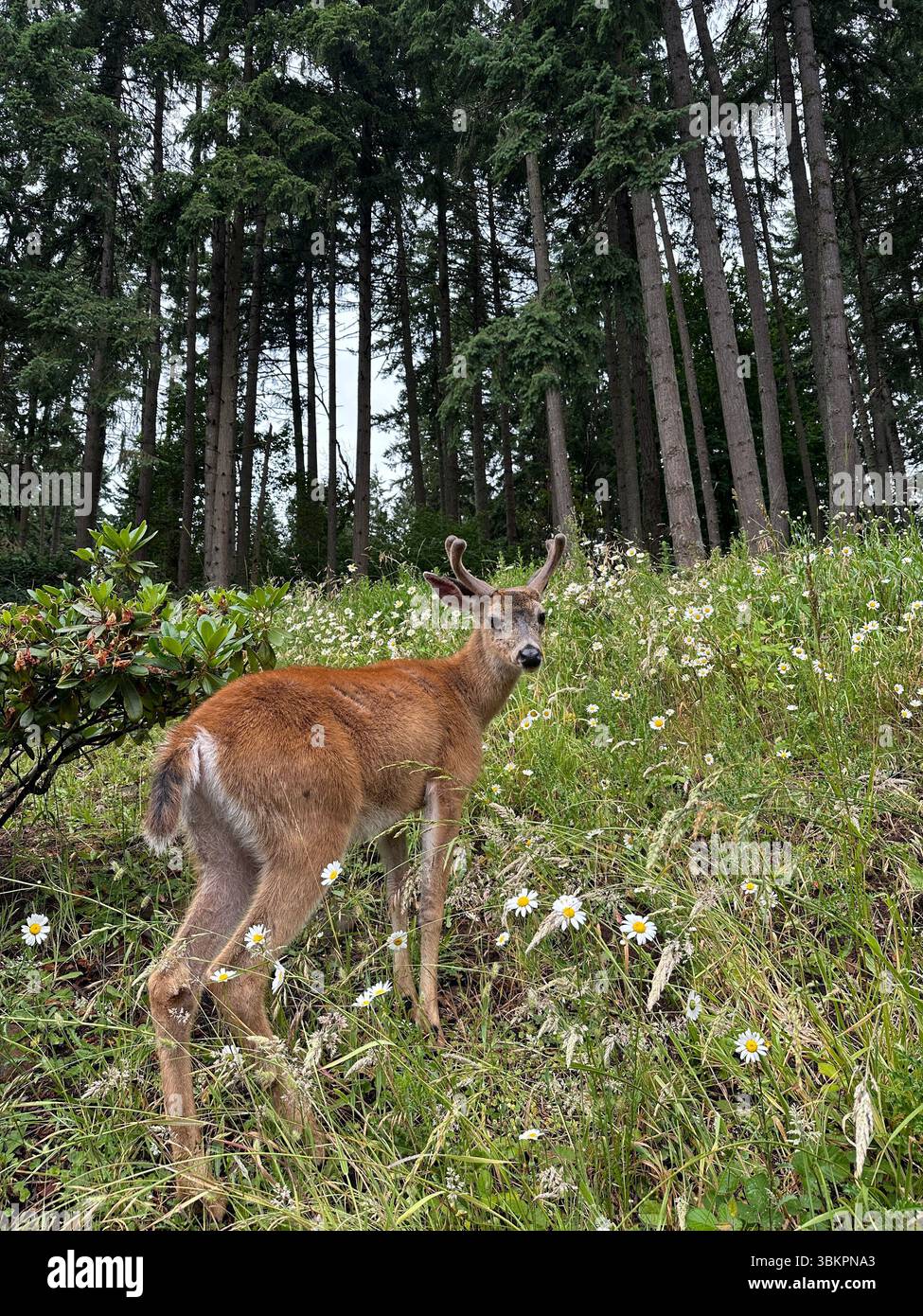 Ein junger Bock mit flauschigen Geweihen weidet an einem Sommertag in Eugene, Oregon, auf einer wunderschönen Wiese mit Wildblumen am Rande eines Waldes. - Smartphone-aufgenommenes Stockfoto