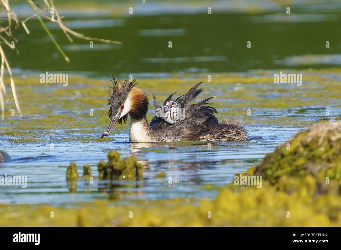Der große Haubenvogel mit Küken auf dem Rücken hat einen Fisch im Schnabel, der große Haubenvogel (Podiceps Scalloped Ribbonfish), mit Küken, Wildtieren, Deutschland Stockfoto