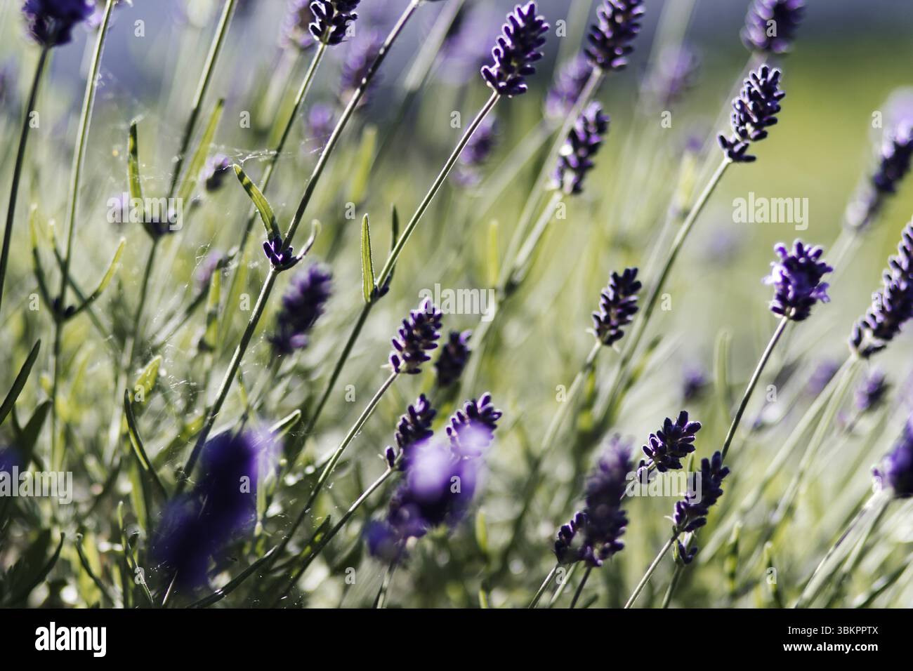 Lavendelstämme (Lavandula angustifolia) in der Natur im Sonnenlicht, mit lila Blüten, die eine beruhigende Atmosphäre schaffen, Siegen Stockfoto