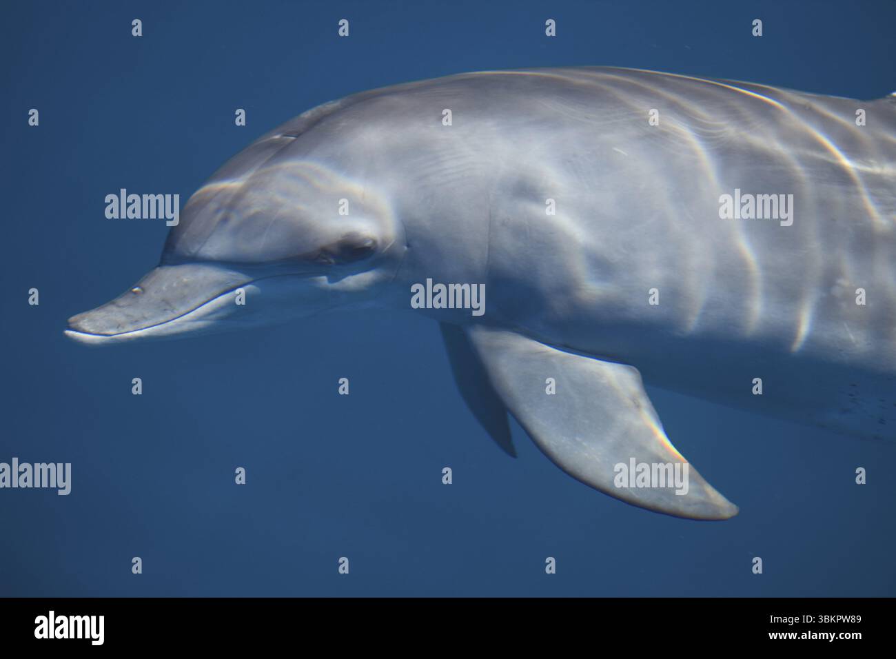 Ein Delfin, der anmutig unter Wasser in einer blauen Meeresumgebung schwimmt, tursiops truncatus (großer Tümmler), Indischer Ozean, La Réunion, Frankreich, Afri Stockfoto