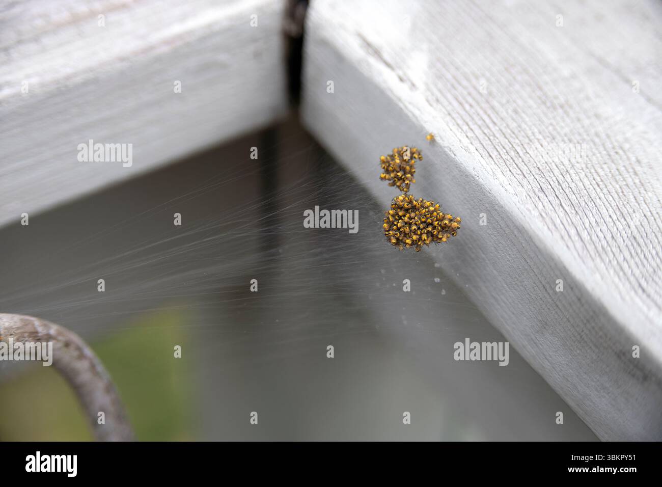 Baby Spinnen auf Web. Stockfoto