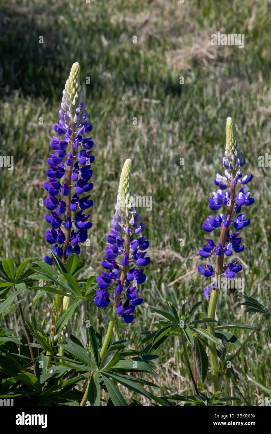3 Spitzen Lupine (Lupinus polyphyllus), Delaware Botanic Gardens, Dagsboro, Delaware Stockfoto