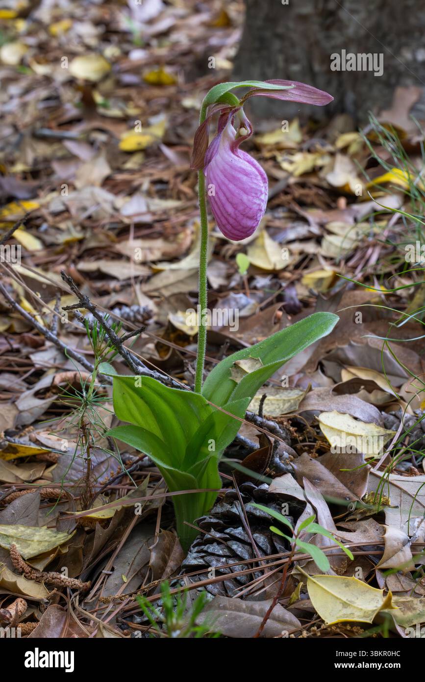 Pinkfarbener Damenschuh (Cypripedium acaule) blüht im Frühjahr auf dem Waldboden, Lewes, Delaware Stockfoto