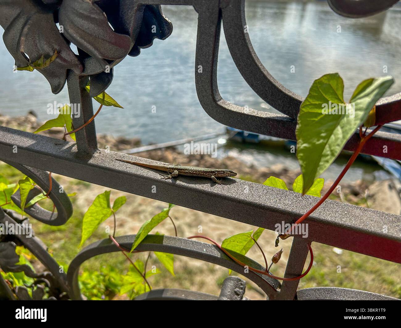 Eine kleine Eidechse, die sich in der Sonne auf einem dekorativen Eisenzaun sonnt, umgeben von grünen Kletterweben, mit einem ruhigen Fluss und felsigem Ufer im Hintergrund. - Smartphone-aufgenommenes Stockfoto