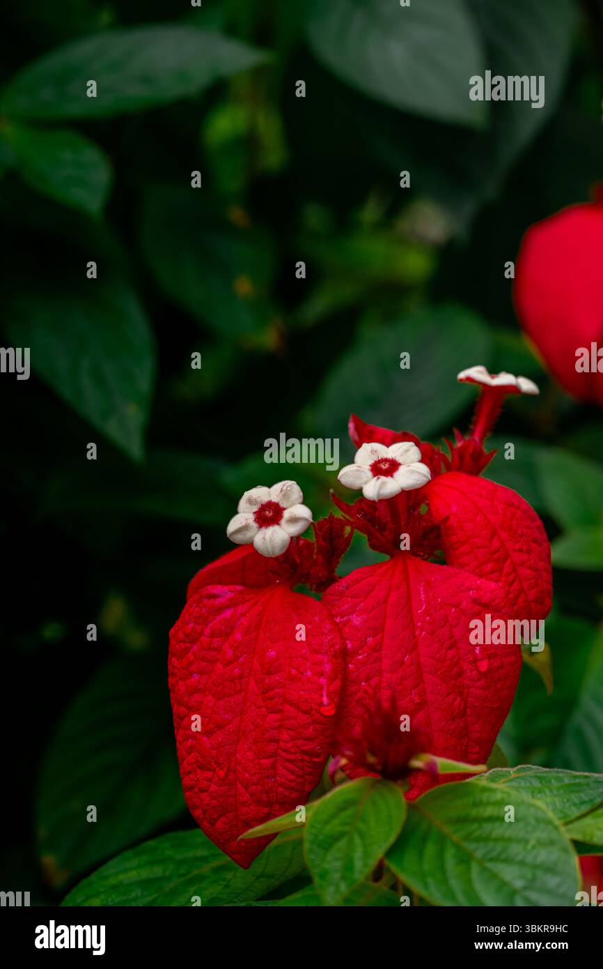 Schöne blühende rote Mussaenda. (Mussaenda philippica oder Mussaenda erythrophylla) Blumen im Garten mit grünen Blättern Hintergrund. Dies ist häufig der Fall Stockfoto
