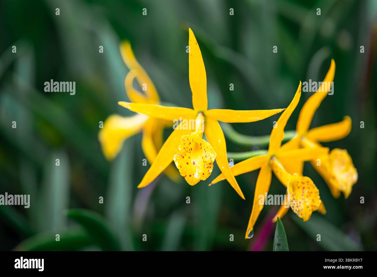 Nahaufnahme von Cattleya Rechara frances Fuchs Orchidee. Orchideengattung Myrmecatavola. Gelbe und rote Orchideen. Cattleya Orchidee Stockfoto
