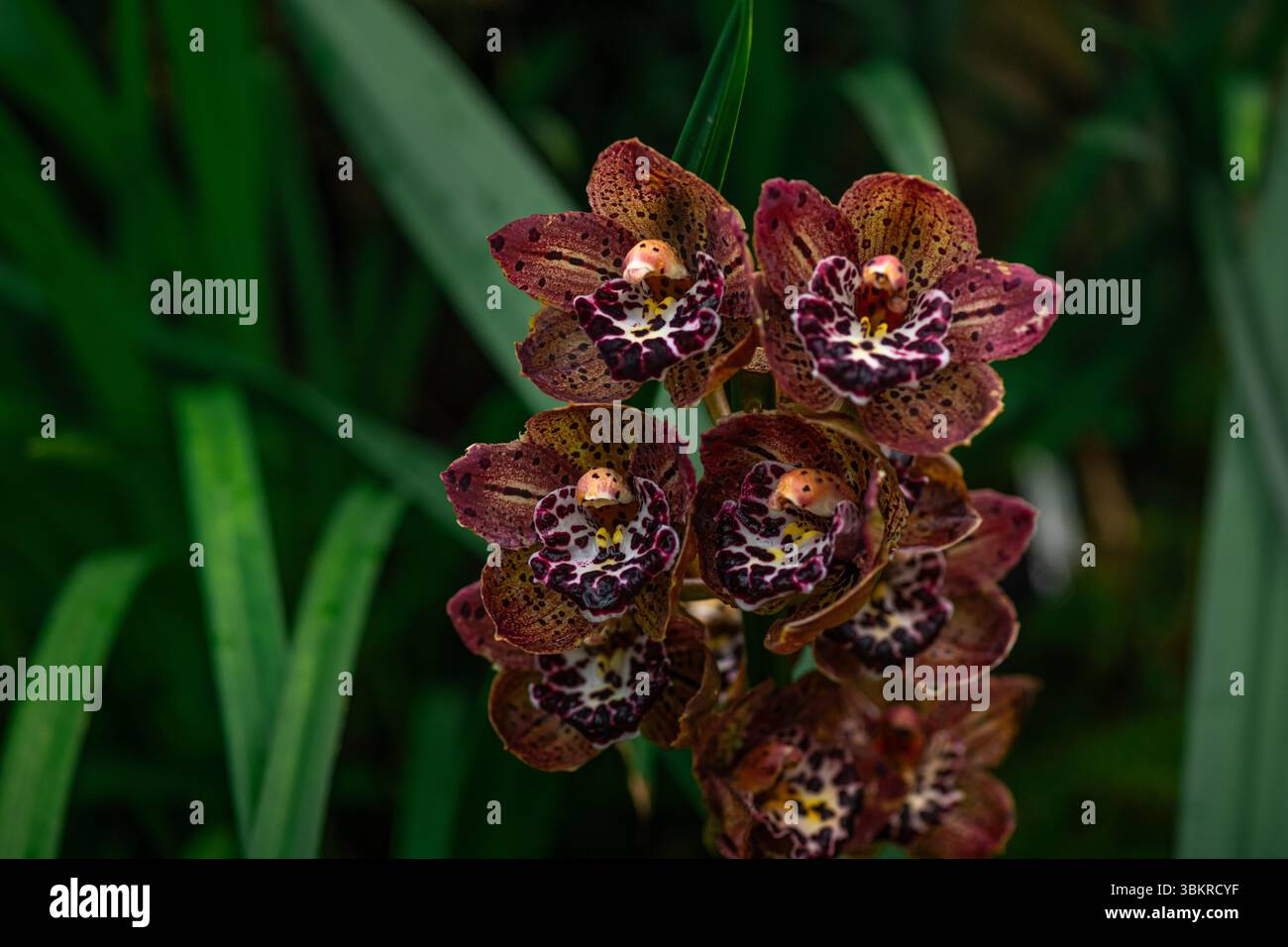 Ein wunderschöner Haufen hellrosa Cymbidium oder Boat Orchid. Stockfoto