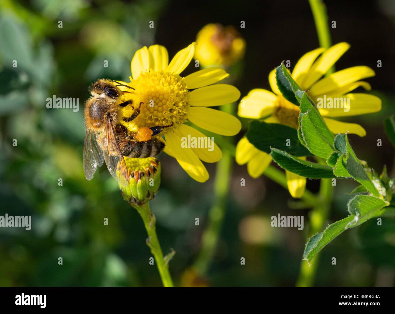 Biene auf senecio inaequidens schmalblättrige Ragwortblüte Stockfoto