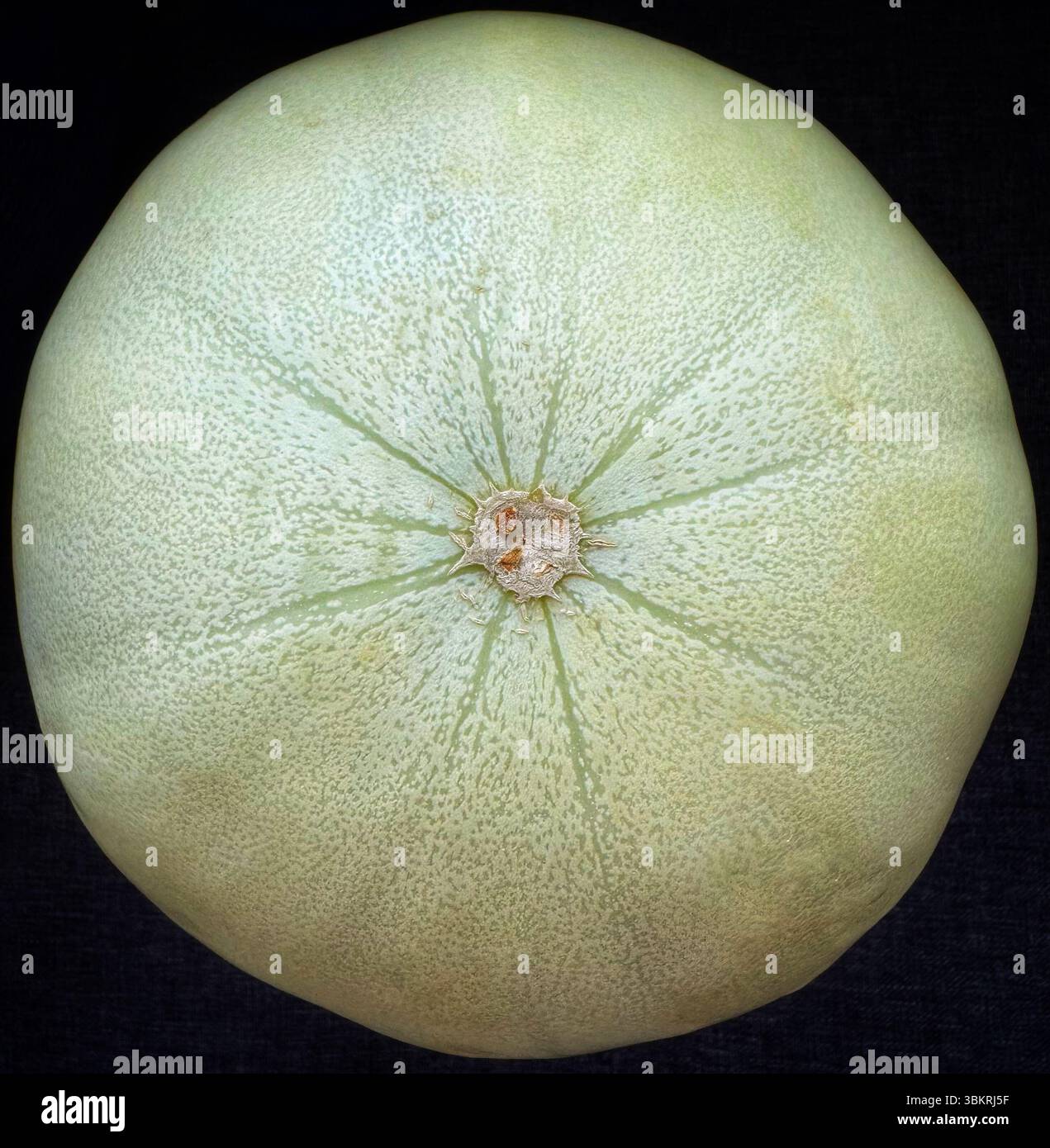 Nahaufnahme des Blütenendes einer Honigmelone Stockfoto