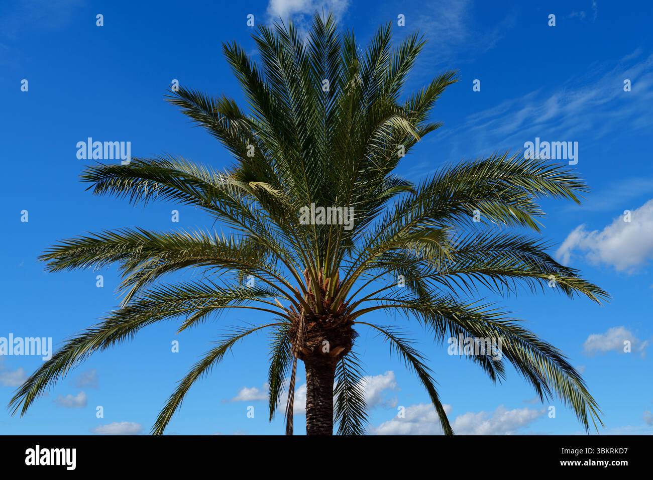 Palmenmajestät Eine tropische Aussicht auf Mallorca, Spaniens Azure Sky und grüne Wedel Stockfoto