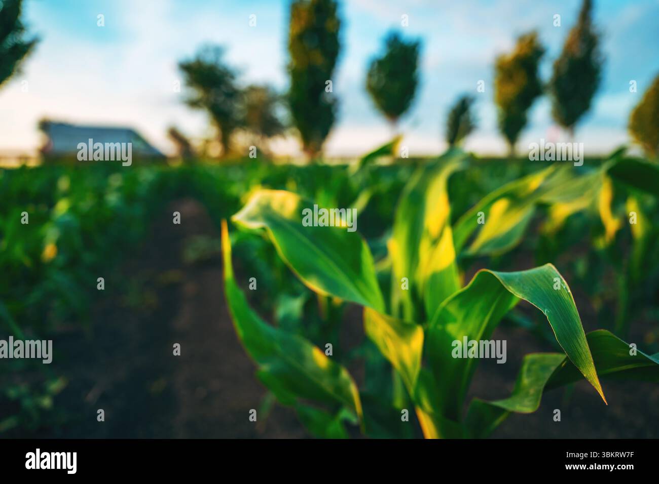 Maisanbau im Sommersonnenuntergang, selektiver Fokus Stockfoto