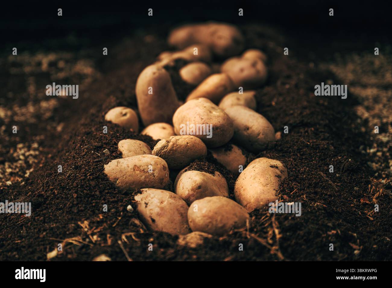 Kartoffelerntemaschine im Feld für kultiviertes Erntegut, selektiver Fokus Stockfoto