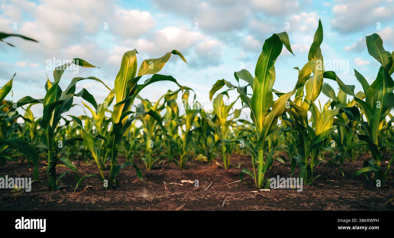 Maisanbau im Sommersonnenuntergang, selektiver Fokus Stockfoto