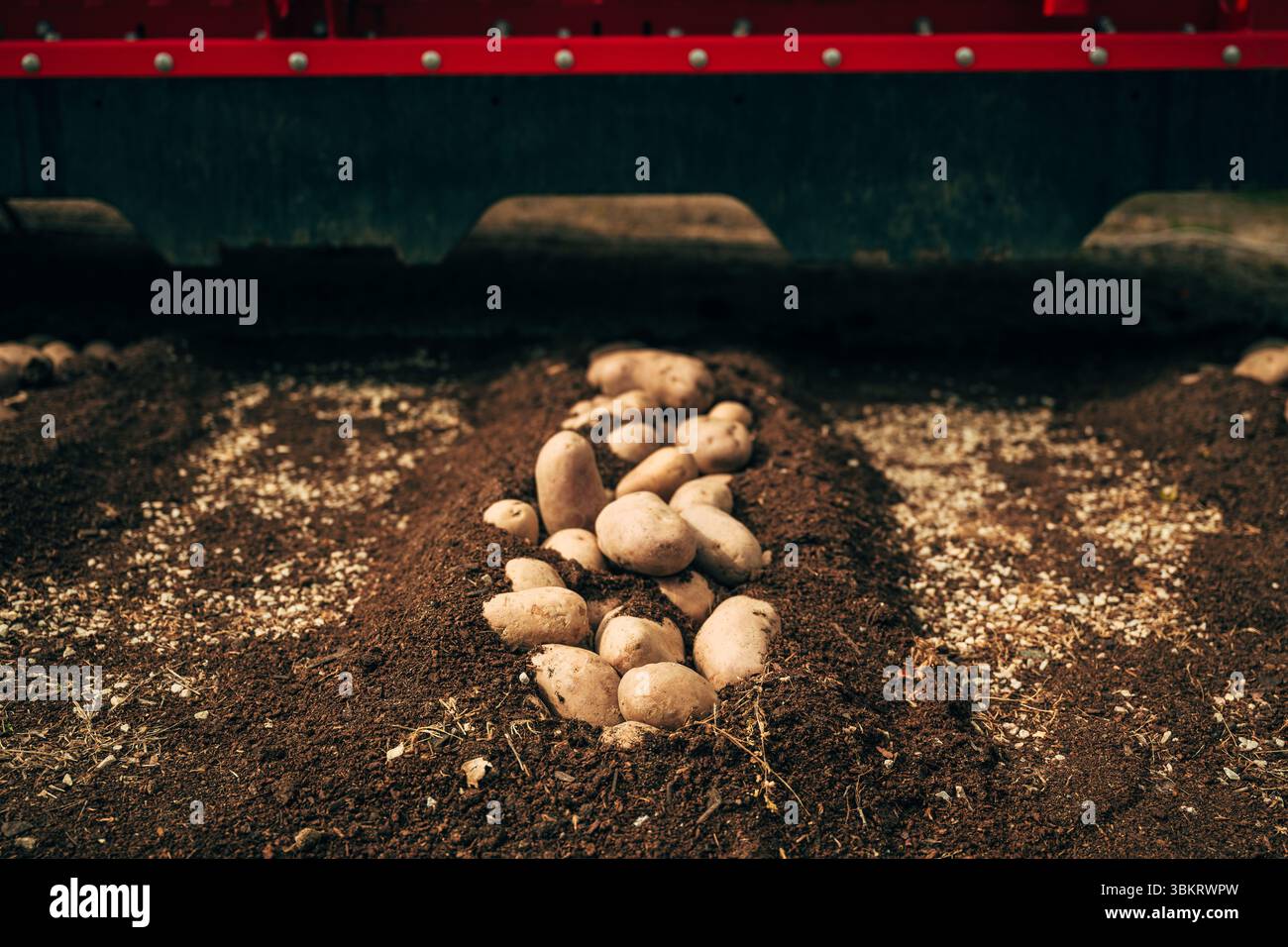 Kartoffelerntemaschine im Feld für kultiviertes Erntegut, selektiver Fokus Stockfoto