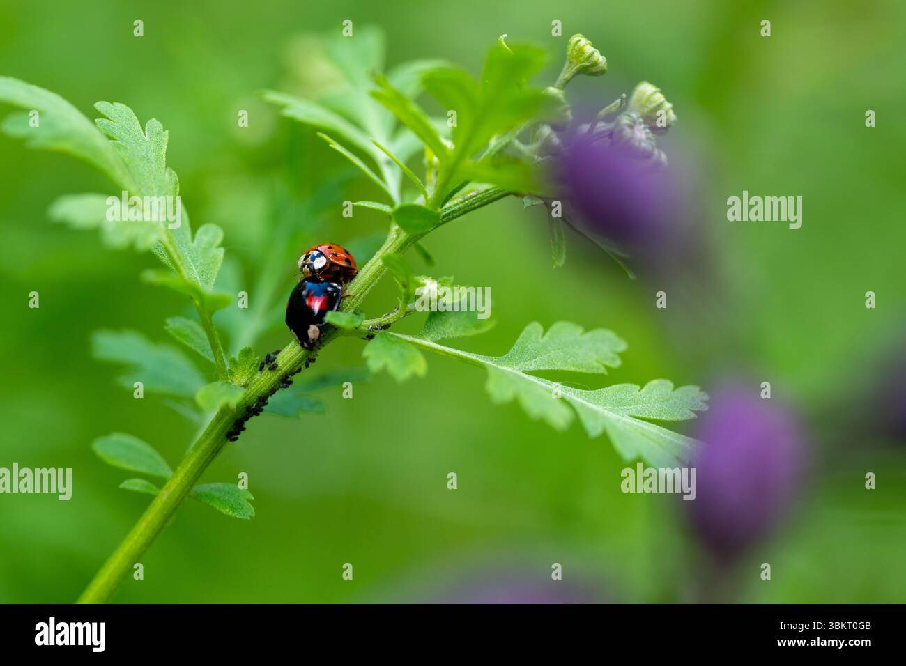 Marienkäfer paaren sich. Nahaufnahme von asiatischen Käfern, die sich paaren. Harmonia axyridis. Stockfoto