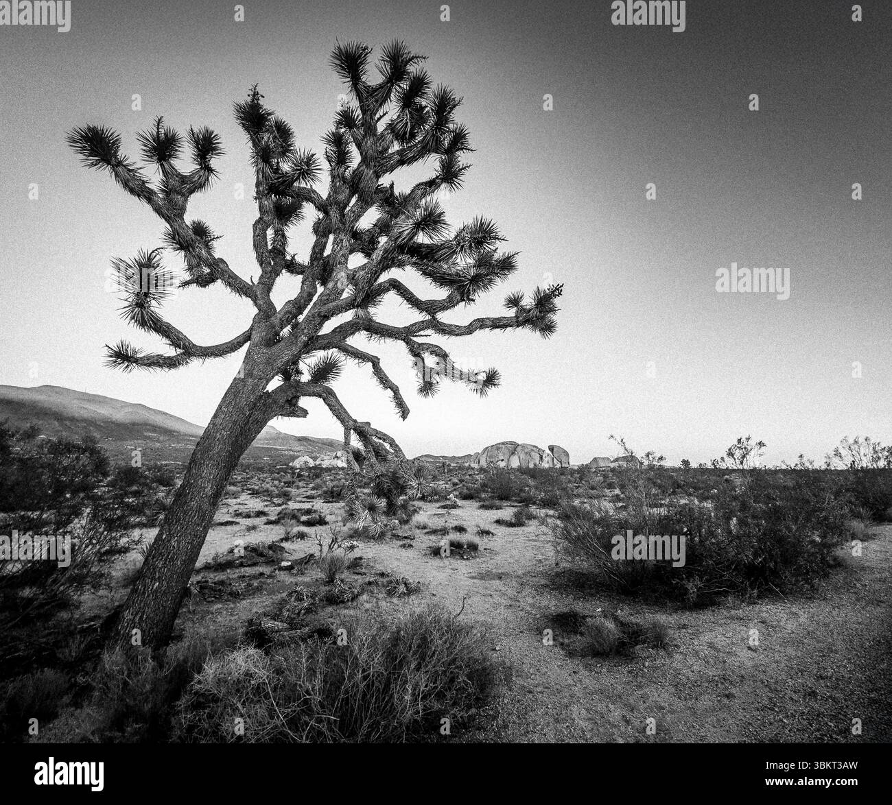 Joshua Tree Nationalpark Stockfoto