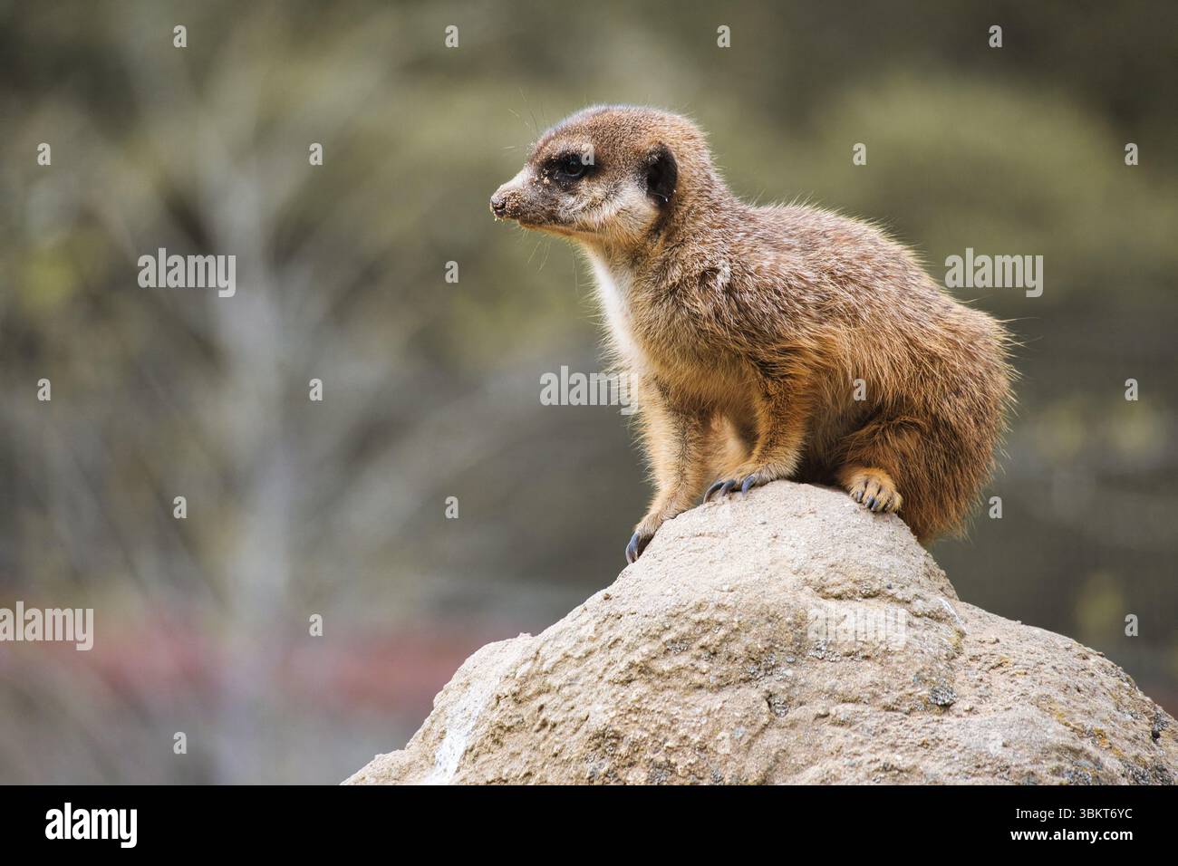 Wachsamer Erdmännchen auf einem Felsen vor einem grünen, verschwommenen Hintergrund - perfektes Symbol für Aufmerksamkeit, Natur- und Tierbeobachtung. Stockfoto