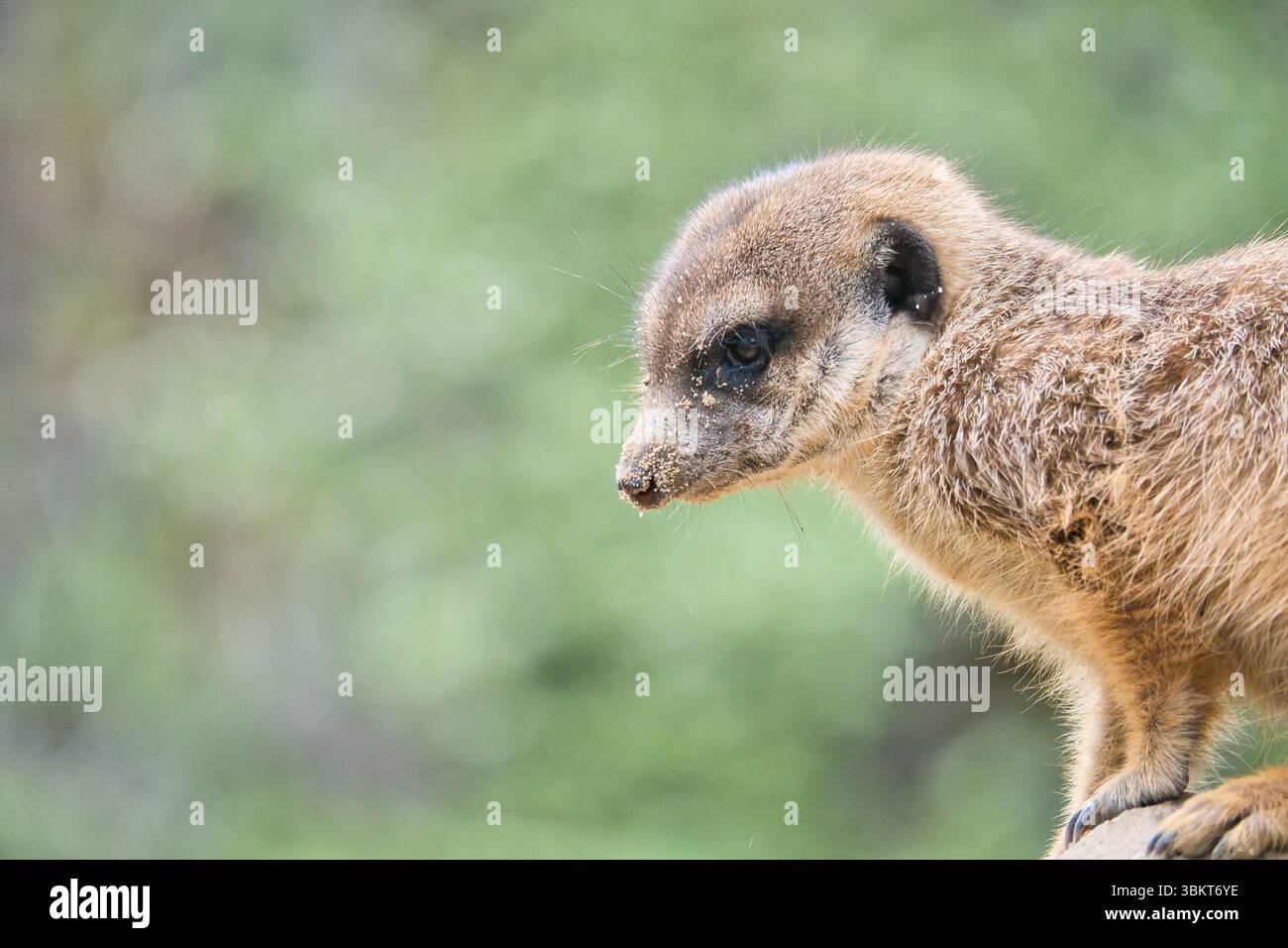 Wachsamer Erdmännchen auf einem Felsen vor einem grünen, verschwommenen Hintergrund - perfektes Symbol für Aufmerksamkeit, Natur- und Tierbeobachtung. Stockfoto