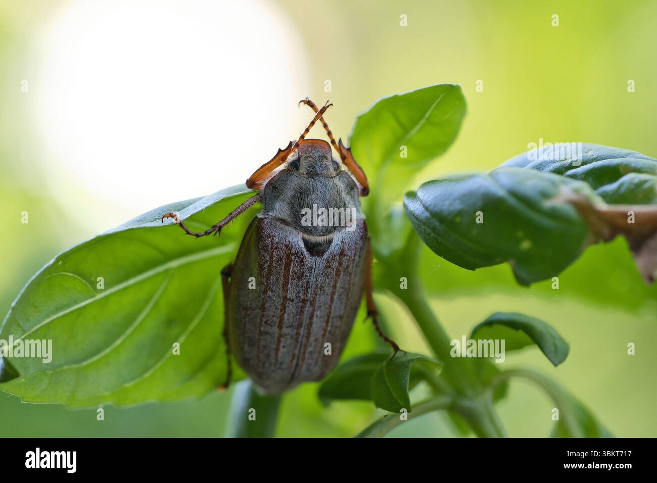 Detaillierte Nahaufnahme eines Cocktailchafers auf einem grünen Blatt. Grauer Körper, rote Beine, scharf fokussierte Strukturen – ideal für Natur- und Insektenfotografie! Stockfoto