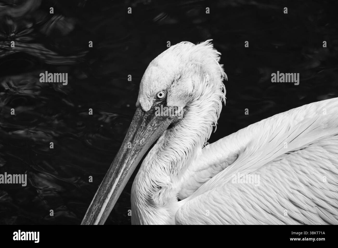 Nahaufnahme eines weißen Pelikans mit langem, orange-schwarzem Schnabel und detailliertem Gefieder vor dunklem Hintergrund. Ideal für Natur- und Tierfotografie. Stockfoto