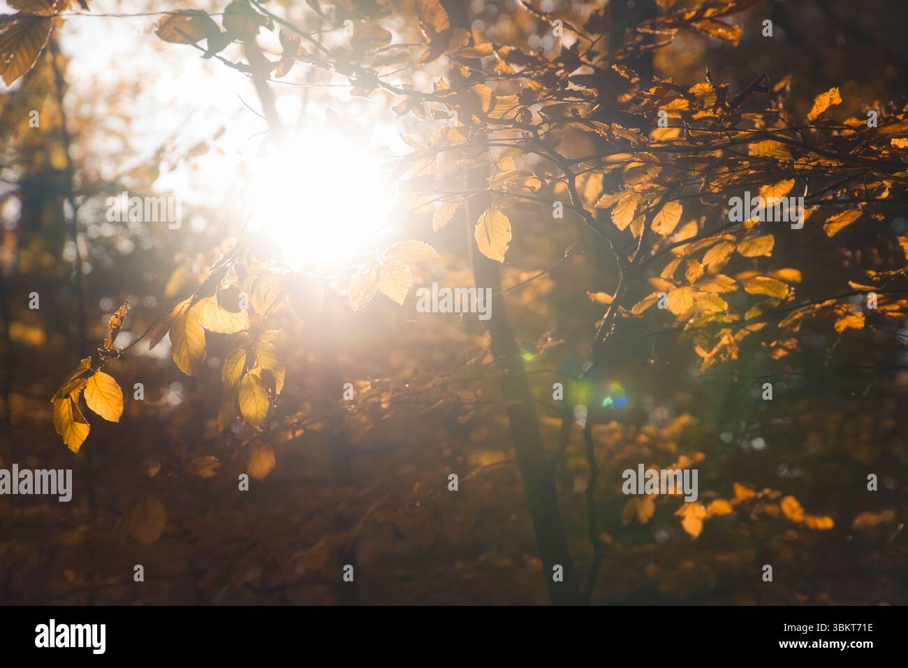 Ein herbstlicher Wald mit warmem Sonnenlicht. Goldene Blätter leuchten, wenn die Strahlen durch die Bäume brechen - eine friedliche natürliche Idylle. Stockfoto