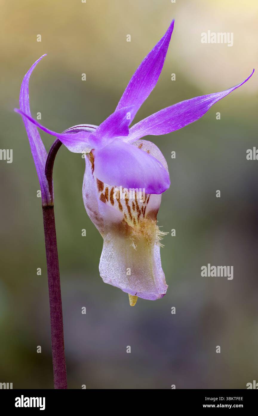 Feenschuh blüht im Frühling Stockfoto