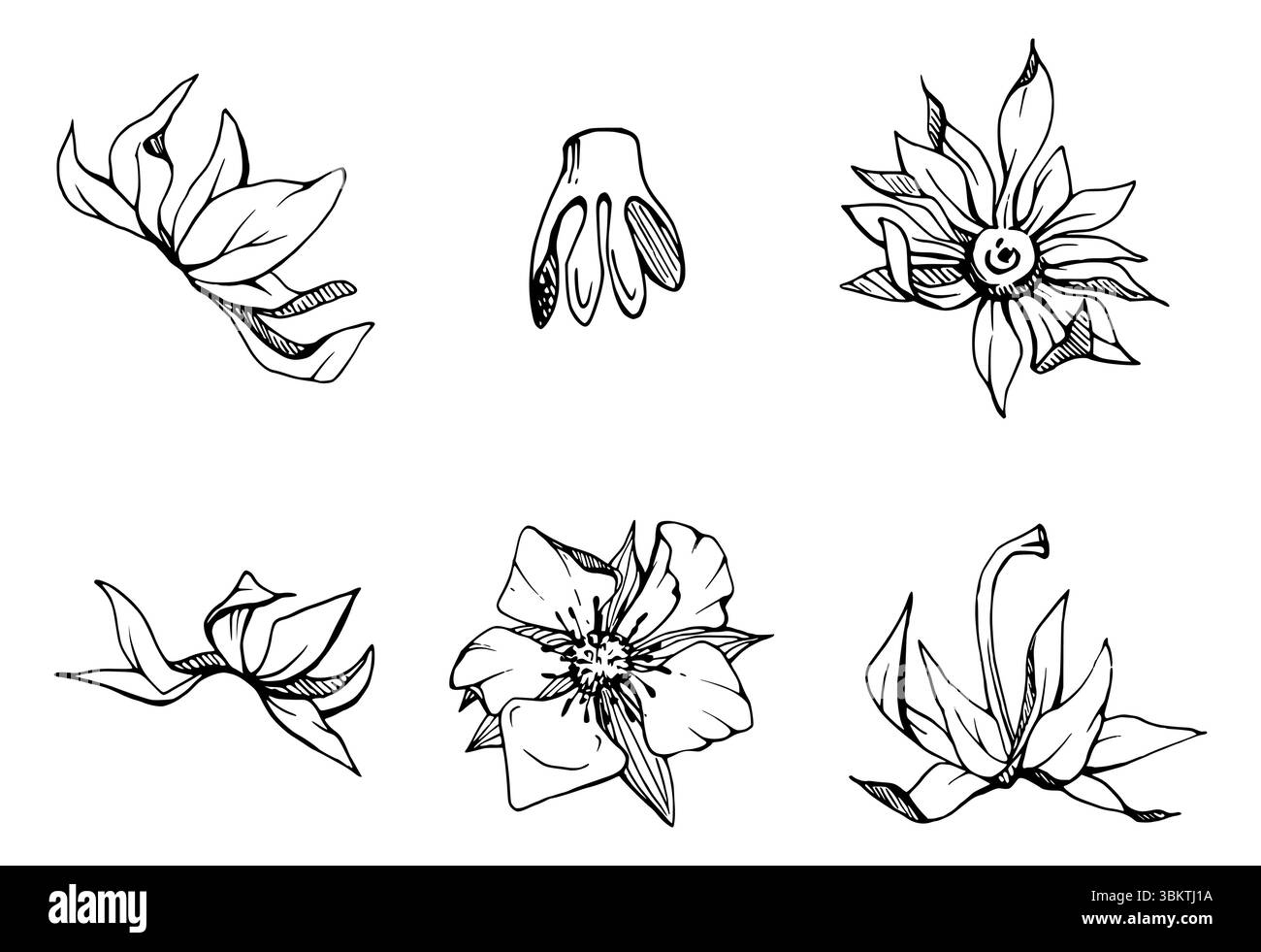 Erdbeere Frucht Aufnahme Samenkapsel Torus Cluster Blätter auf dem Stamm, Hand in Vektortinte gezogen, Wald Wolkenbeere Dewberry Boysenberry Maulbeere Stock Vektor