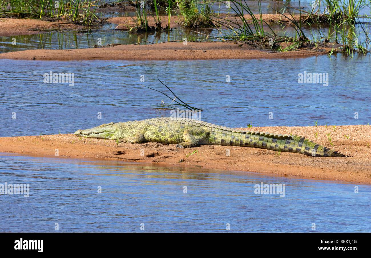 Ein großes Nil-Krokodil sonnt sich auf einer Sandbank im Great Ruaha River. Krokodile haben mehrere Anpassungen, die es ihnen ermöglichen, ihre kalten Körper aufzuheizen Stockfoto