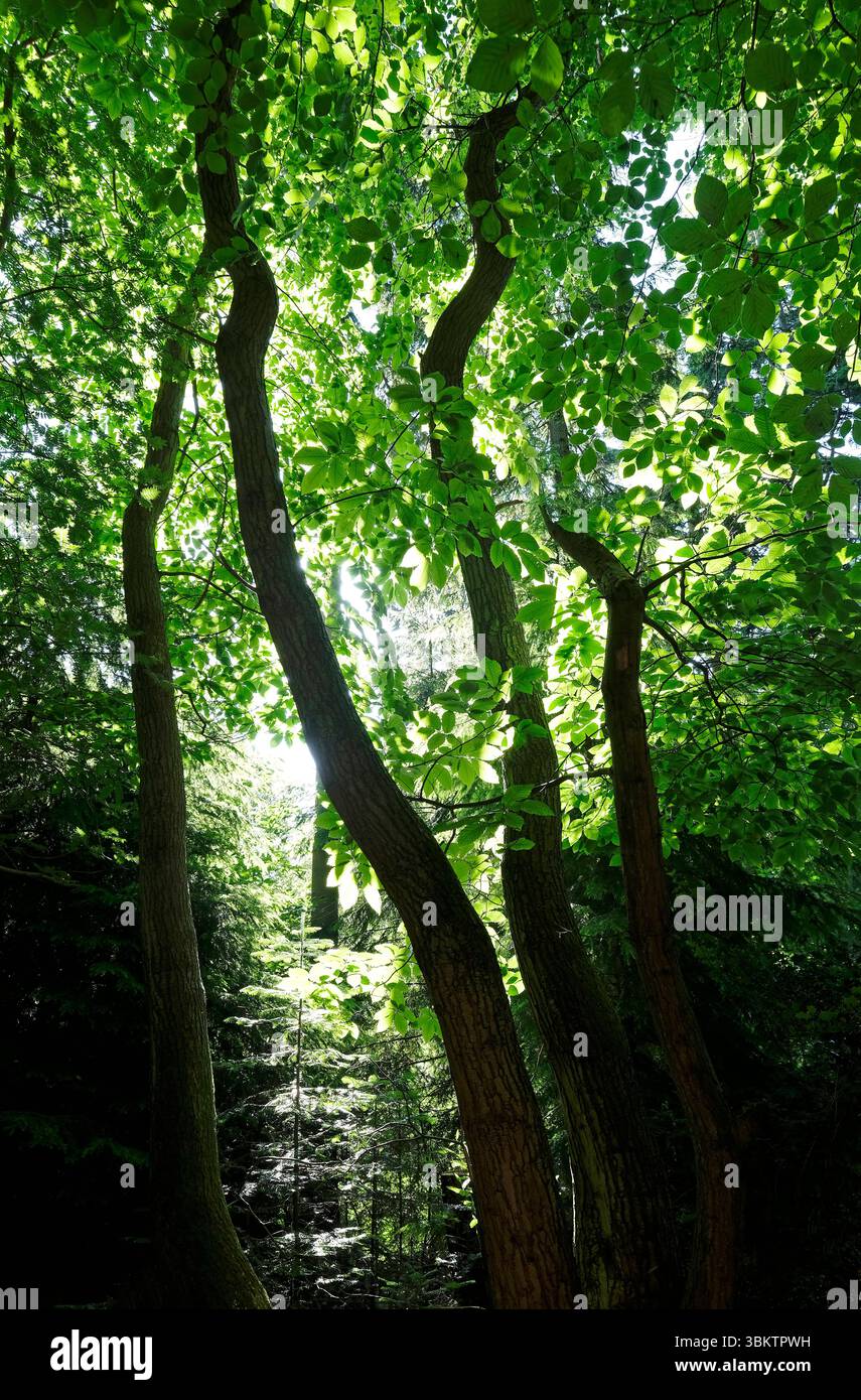 Hinterleuchtete Mischbäume, hübsche Ecke, sheringham, norfolk, england Stockfoto
