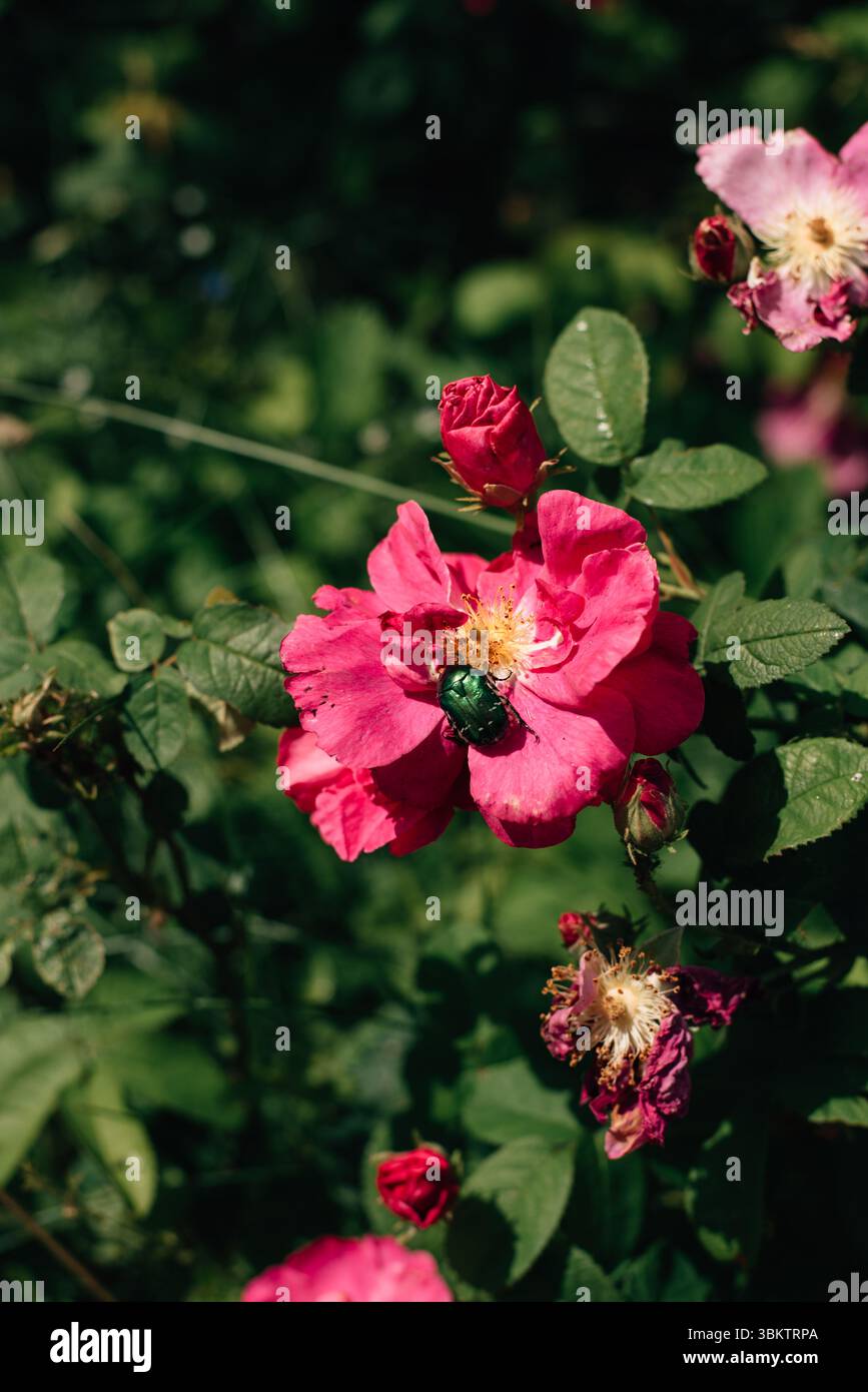 Rosa blühende Rose Hüfte und grüner Käfer auf Blume. Hochwertige Fotos Stockfoto