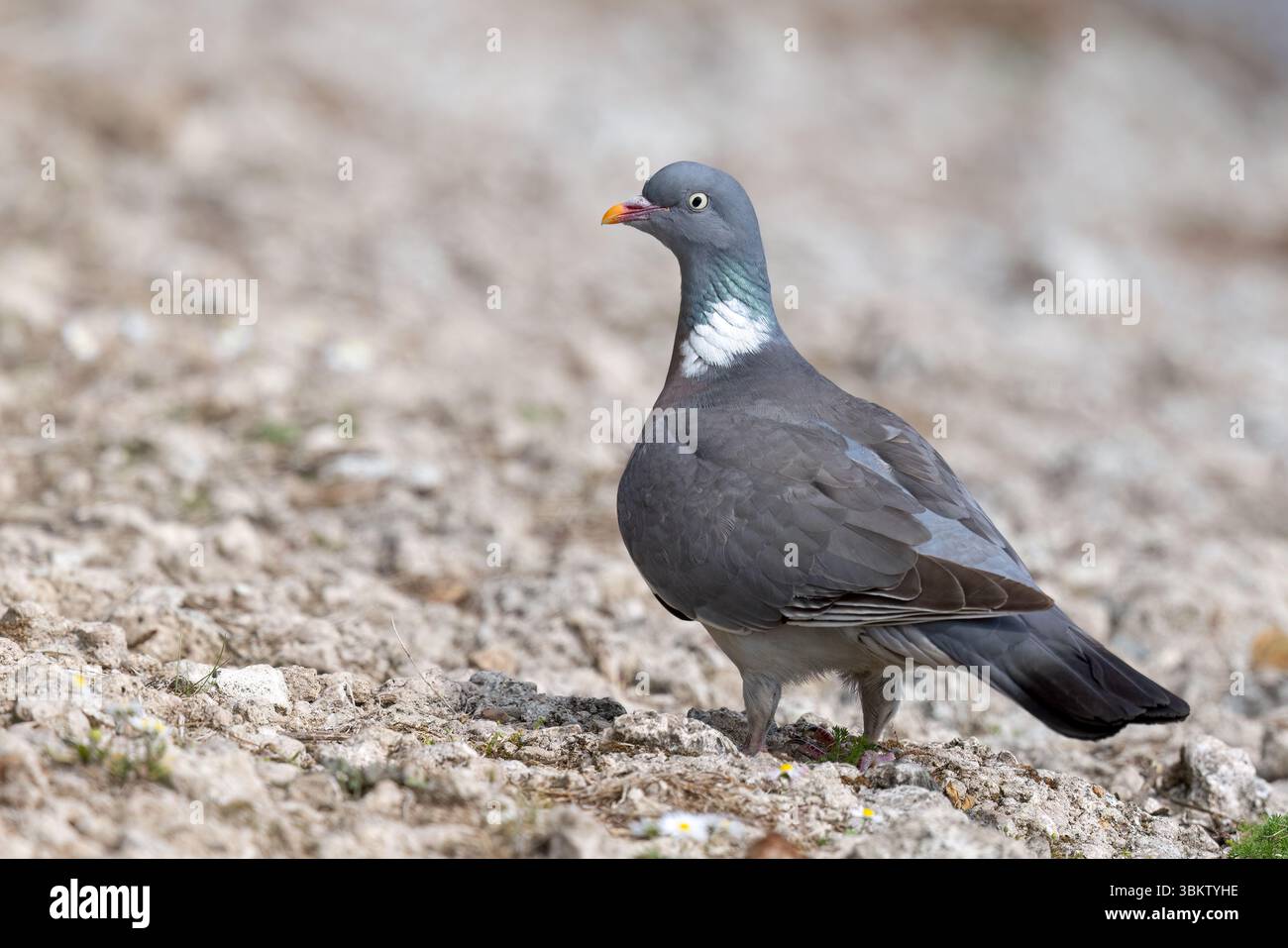 Waldtaube im Hodbarrow RSPB Reserve, Cumbria Stockfoto