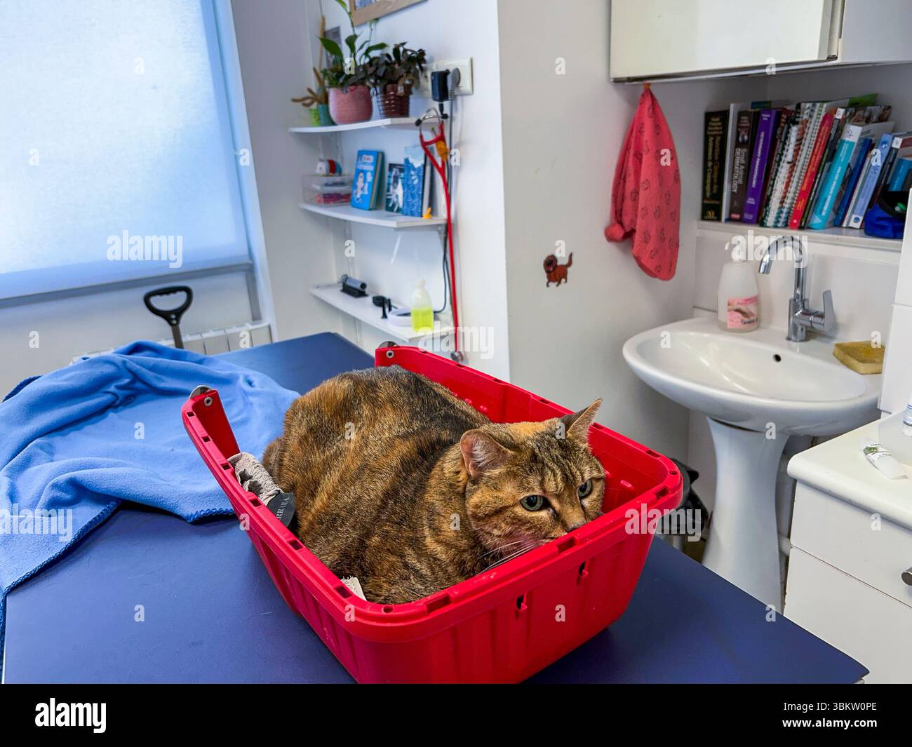Paris, Frankreich, besorgte Katze in Pan, wartet auf Doktor, Tiere, Tierarzt, Europäischer Tiger Stockfoto
