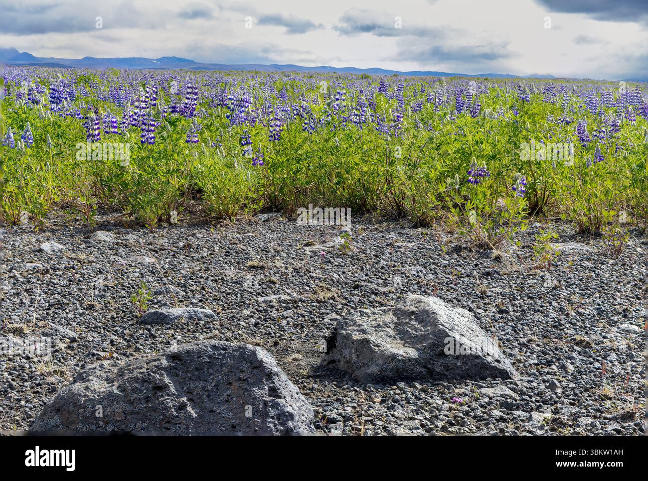 Lupinen in Island Stockfoto