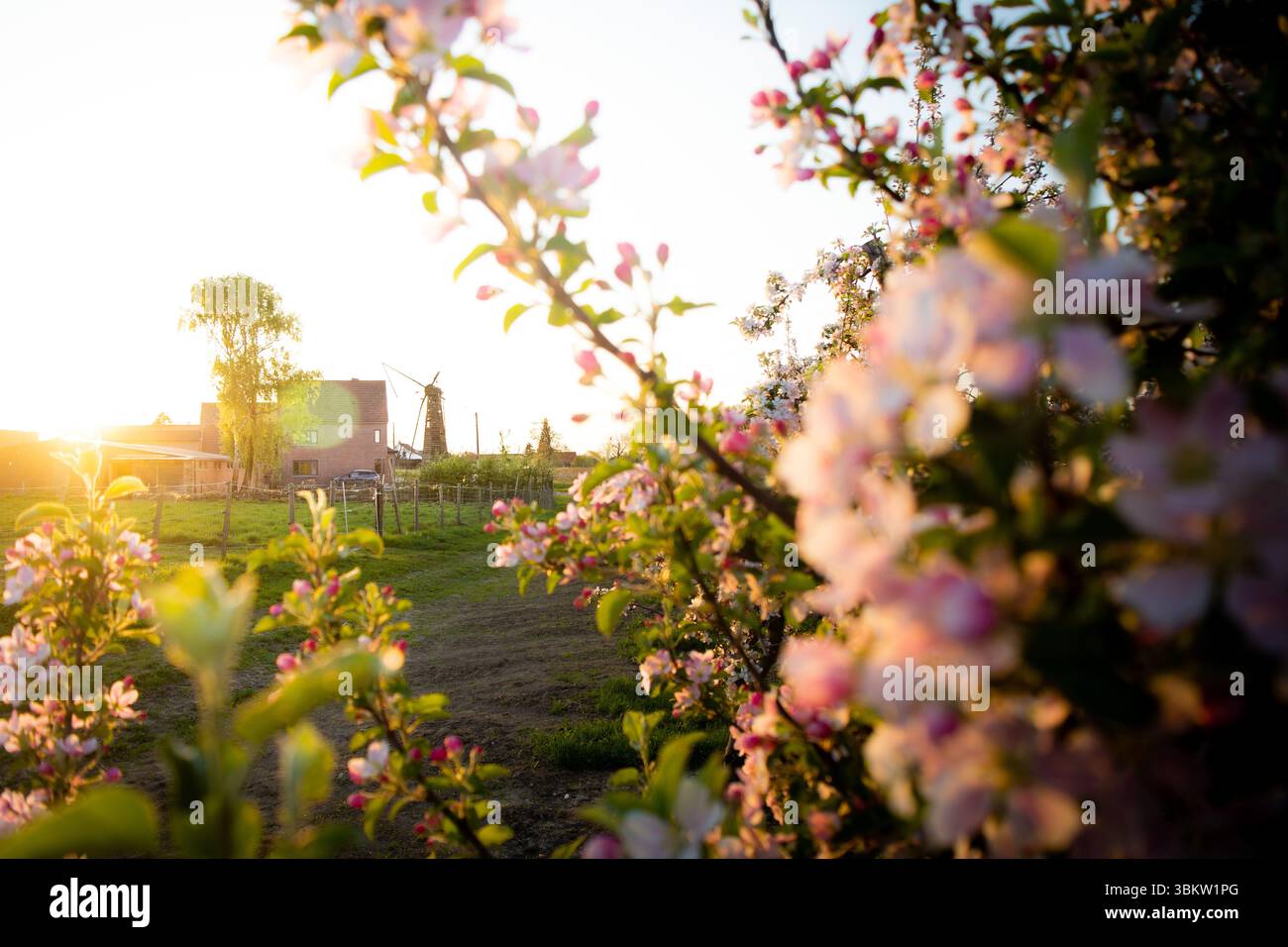 Ein bezaubernder Blick auf ein traditionelles Bauernhaus und eine entfernte Windmühle, eingerahmt von weichen, verschwommenen Blüten, gebadet im warmen Glanz einer untergehenden Sonne. Stockfoto