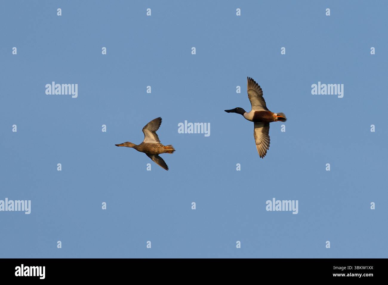 Löffelente, Flug, Flugbild, fliegend, Paar, Pärchen, Männchen, Erpel und Weibchen, Löffel-Ente, Spatula clypeata, Anas clypeata, nördlicher Schaufel, SH Stockfoto