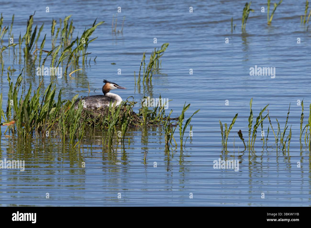 Haubentaucher, brütend auf Nest, Hauben-Taucher, Taucher, Podiceps cristatus, großer Haubenvogel, Le Grèbe huppé, Wasservogel, Wasservögel Stockfoto