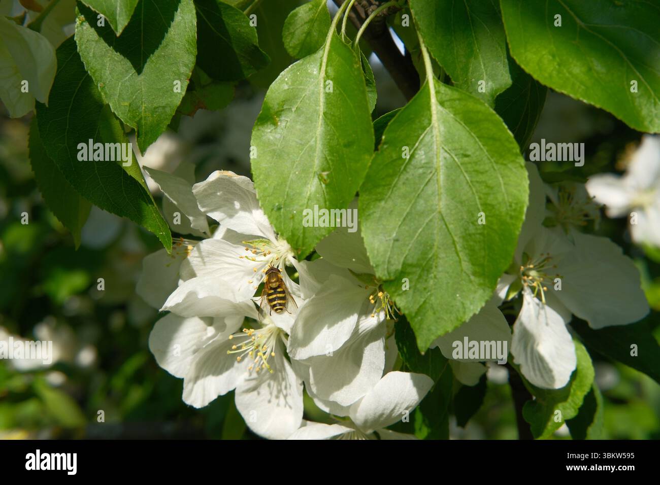Blühender Apfelbaum aus nächster Nähe mit hoverfly auf Blume im Frühling oder Sommer. Gartenbau, Insektenarten und Bestäubung. Saisonwechselndes Konzept Stockfoto