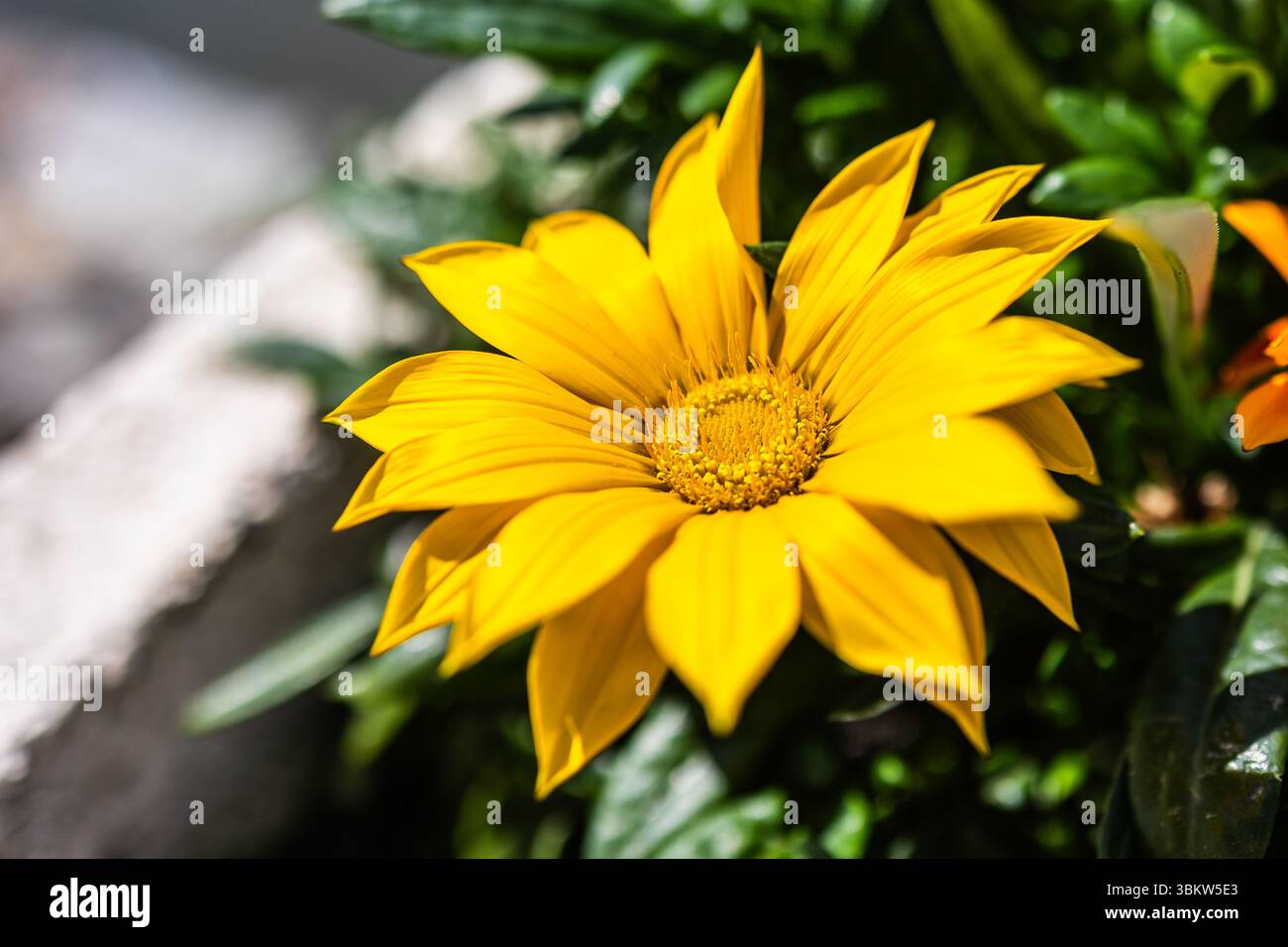 Gelbe Gazania oder Schatzblume in voller Blüte, Gazania rigens splendens. Kopierbereich Stockfoto