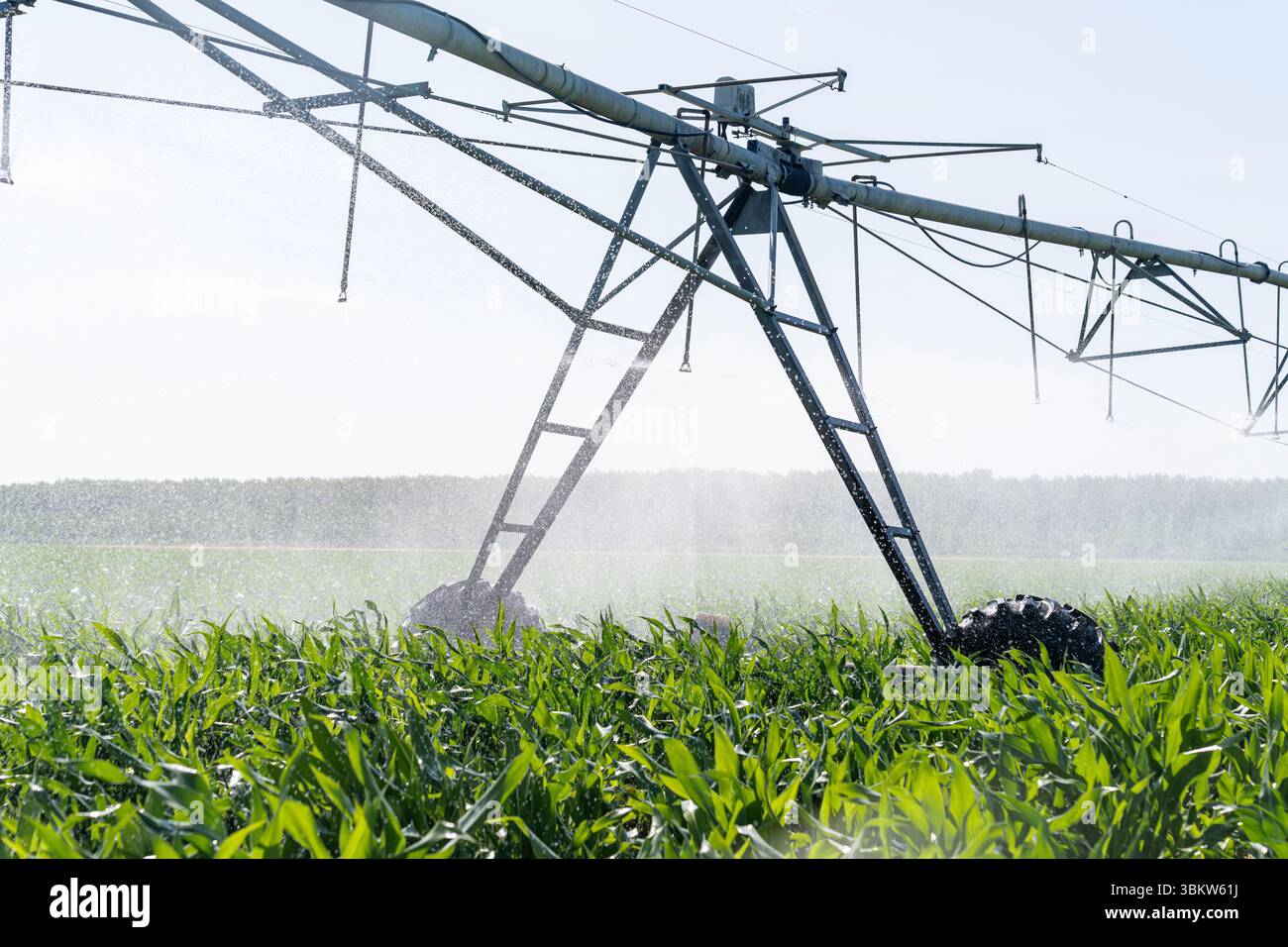 Landwirtschaftliche Drehbewässerung auf einem Maisfeld Stockfoto