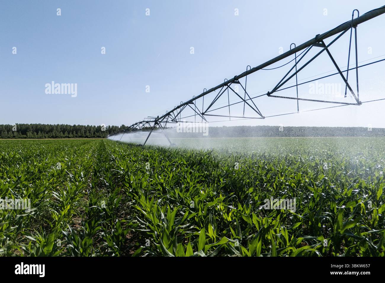Landwirtschaftliche Drehbewässerung auf einem Maisfeld Stockfoto