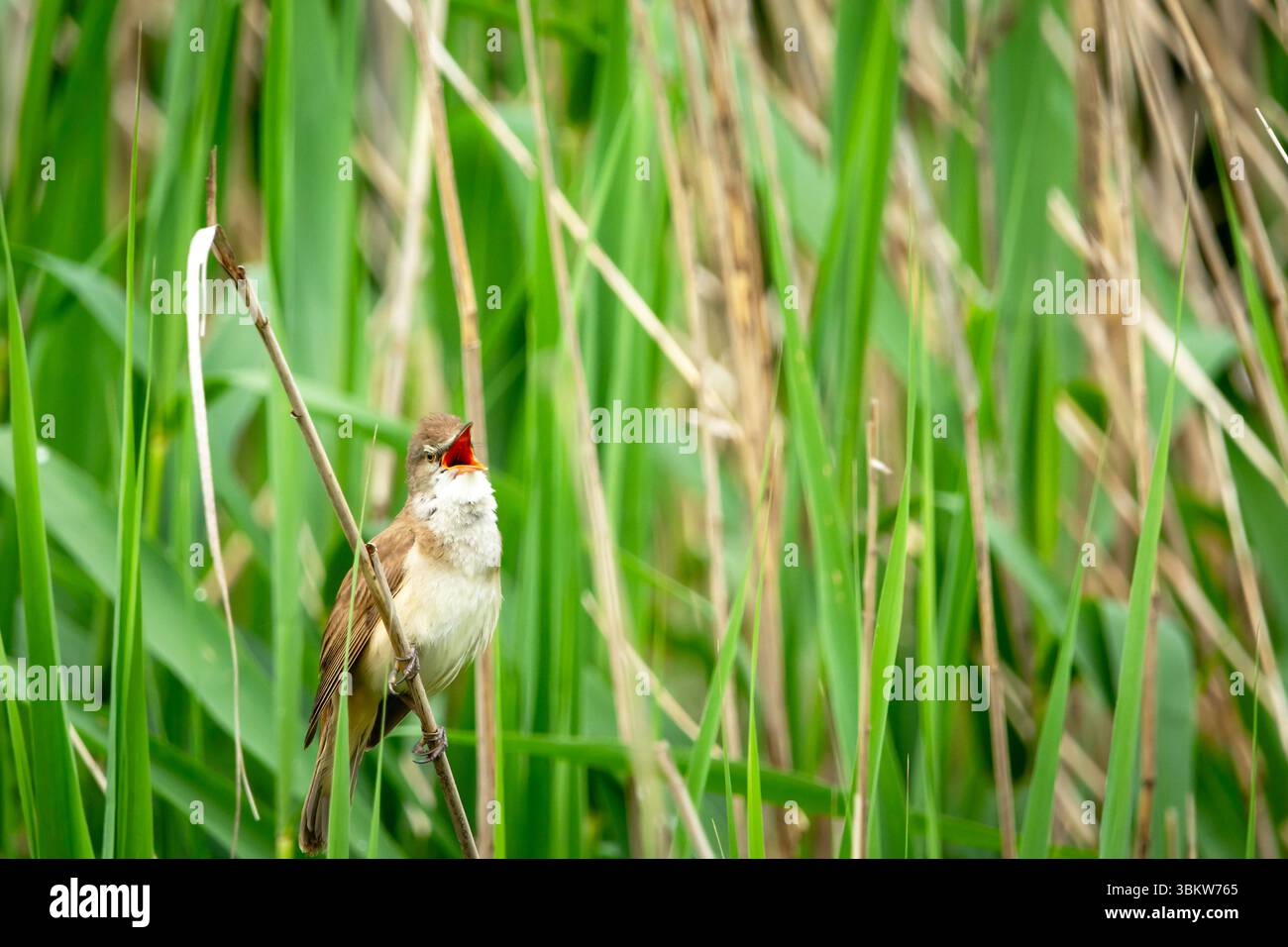 Ein toller Schilfbläser singt im Schilf, Stankow, Polen Stockfoto