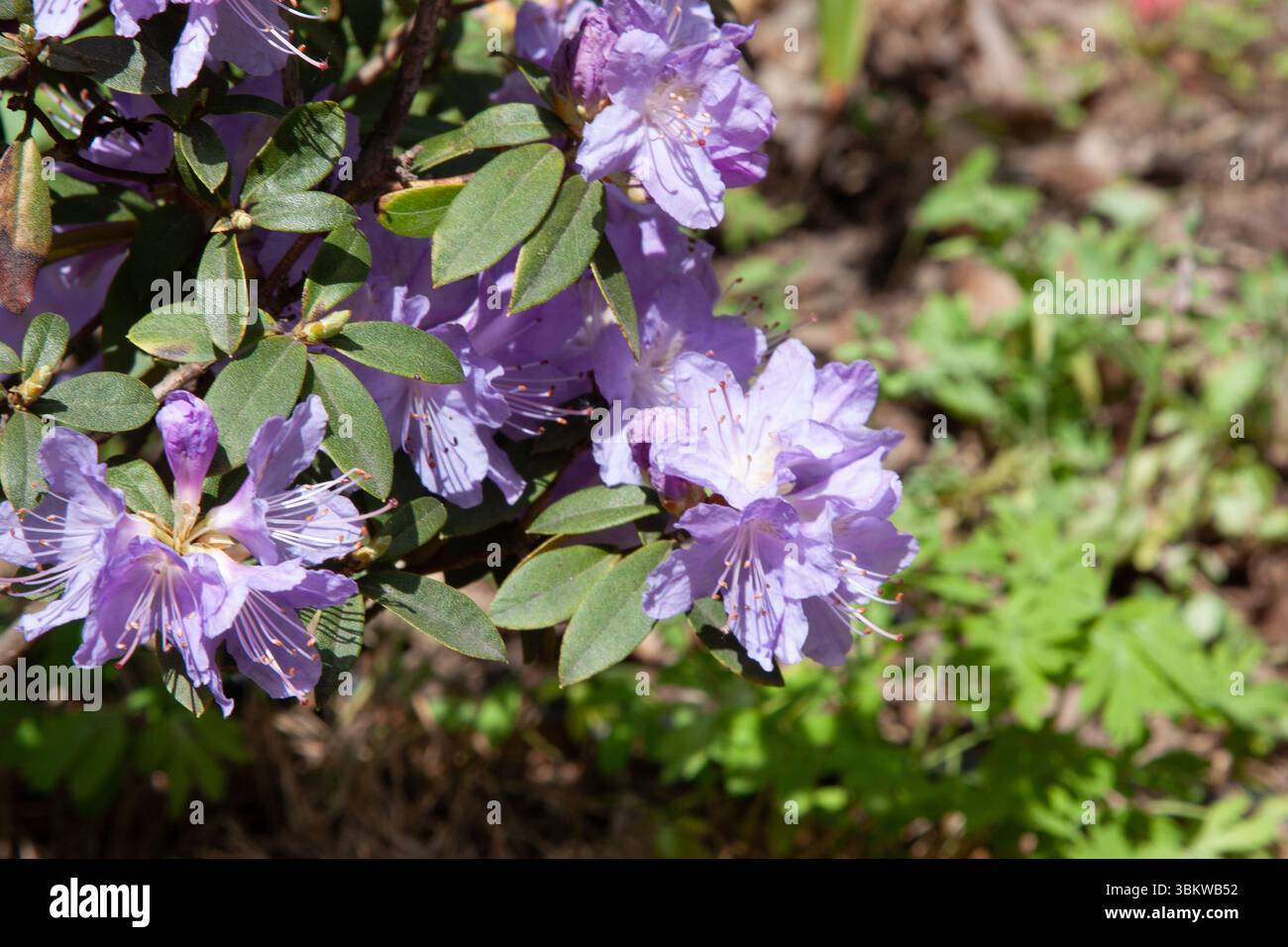 pflanze elefantenfu Elefantenfu (Beaucarnea recurvata) kaufen