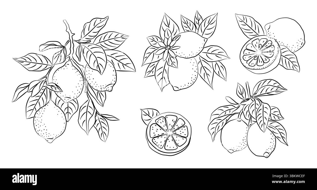 Handgezogene Zitrone mit ganzen, halben Früchten Stock Vektor