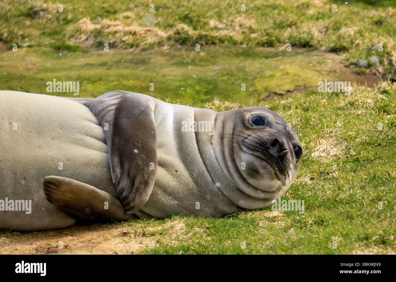 Robbenjunges liegt lächelnd auf Gras Stockfoto